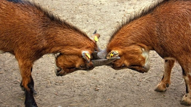 goats-animal-bock-billy-goat-67280